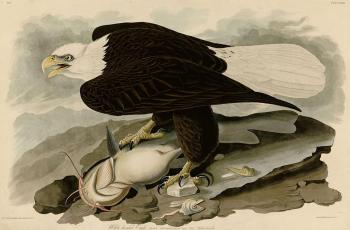 John James Audubon : White headed eagle